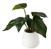 Alocasia Leaves in Cement Pot