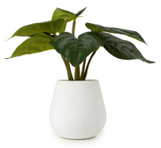 Alocasia Leaves in Cement Pot