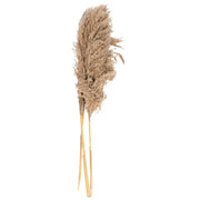 Naturally Dried Pampass Grass