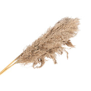 Naturally Dried Pampass Grass