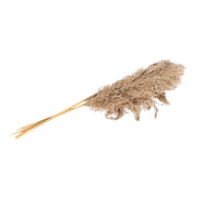 Naturally Dried Pampass Grass