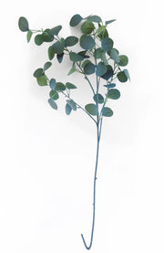 Blue Eucalyptus Stem