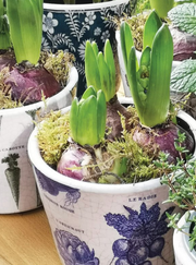 Plant Pot Potager
