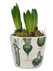 Plant Pot Potager