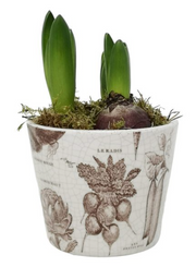 Plant Pot Potager