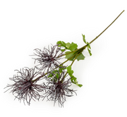 66cm Echinops - Rich Purple