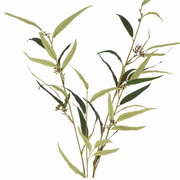 Eucalyptus Citriodora Single Stem