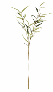 Eucalyptus Citriodora Single Stem